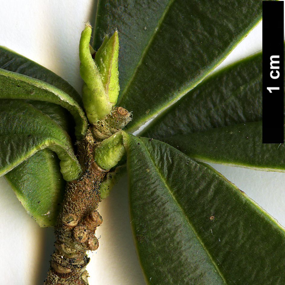 High resolution image: Family: Thymelaeaceae - Genus: Daphne - Taxon: tangutica